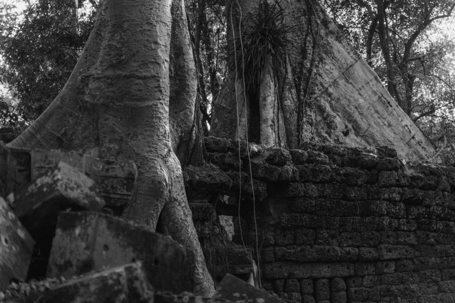 ta prohm-64-2.jpg